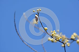 Litsea cubeba.