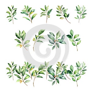 Litsea variabilis.Watercolor set of green eucalyptus branches with leaves and berries. Hand painted illustration