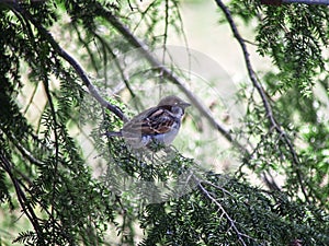 Litte Bird Sparrow Closeup Tree Spring