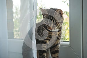 Litte cat Sitzung at the window