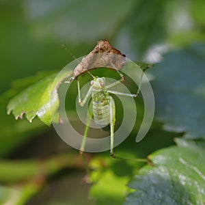 A litte grasshopper eats a leaf of a rose