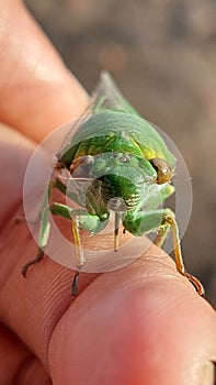 A litte Insect green