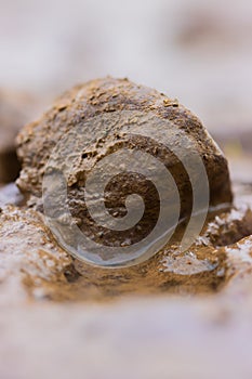 Litte stone on mud