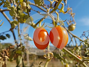 Litte tomatoes in the plant and sun