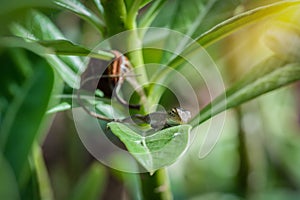 Littel Chameleon lying on green leaves.