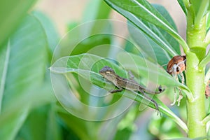 Littel Chameleon lying on green leaves.