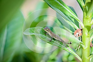 Littel Chameleon lying on green leaves.