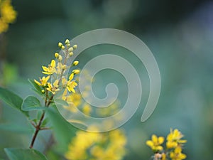 Littel yellow flower beautiful bouguet on blurred of nature background