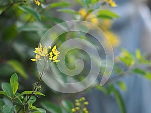 Littel yellow flower beautiful bouguet on blurred of nature background