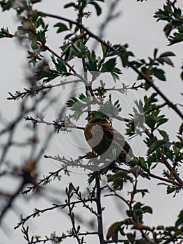 Litten Bird in the Tree
