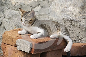 A litten kitten resting on the bricks