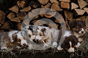 Litter of Australian Shepherd puppies. To raise dogs in village in fresh air. Hay and logs in background. Five aussie puppies red