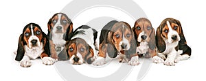 Litter of Basset Hound Puppies