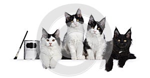 Litter of black and white Maine Coon kittens on white