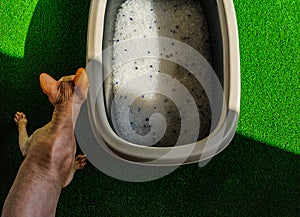 Litter box with sand on bathroom floor. Sphynx cat and toilet filler