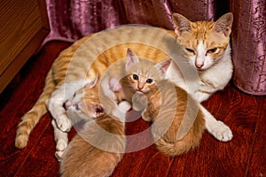 A litter of cute Chinese pastoral cats orange cat mother cat and kittens