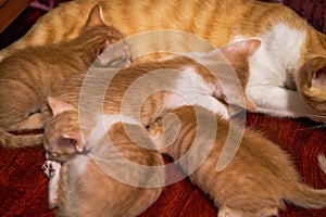 A litter of cute Chinese pastoral cats orange cat mother cat and kittens