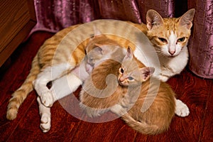 A litter of cute Chinese pastoral cats orange cat mother cat and kittens