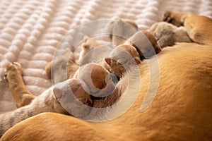 Litter of cute puppies snuggled up together on a cozy blanket, nursing from their mother