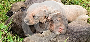 A litter of cute puppies snuggling together