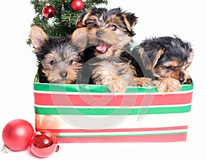 Litter of Cute Yorkie Puppies in a Gift Box for Christmas