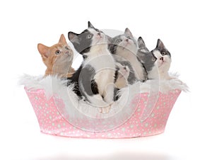 Litter of five kittens in a bed