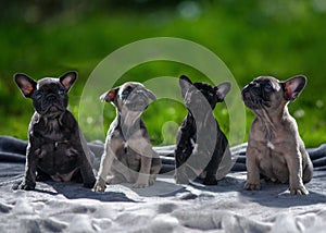 Litter of four puppys looking up