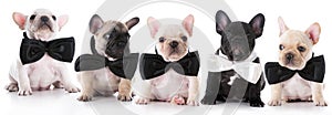 litter of french bulldog puppies