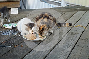 Cats Eating photo