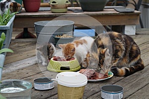 Cats Eating photo