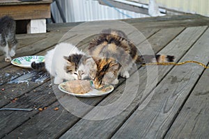 Cats eating photo