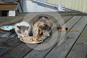 Cats Eating