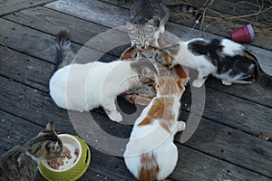 Cats Eating photo