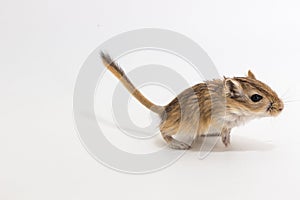 Litter Mongolian gerbil, Desert Rat photo