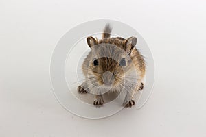 Litter Mongolian gerbil, Desert Rat