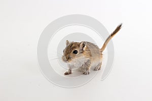 Litter Mongolian gerbil, Desert Rat