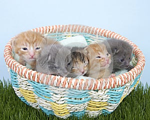 Litter of newborn kittens two weeks old in basket