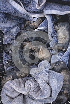 A litter of newborn schnauzer puppies in a cage with a purple towel. After a successful delivery at a veterinary clinic