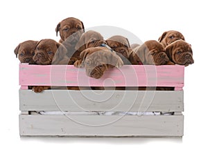 Litter of nine puppies