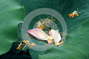 Litter petals and stamens