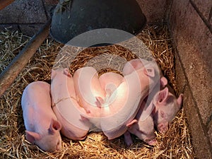Litter of piglets dozing in the straw