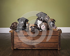 Litter of puppies in wooden box in studio with wooden floor show