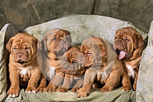 Litter of puppies