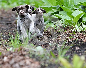 Litter of puppies