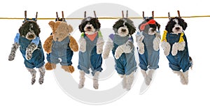 litter of puppies on a clothes line