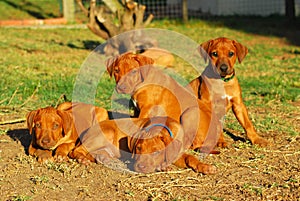 Litter Rhodesian puppies