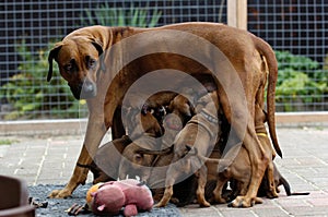 A litter of Rhodesian Ridgeback puppies is drinking milk at their mom