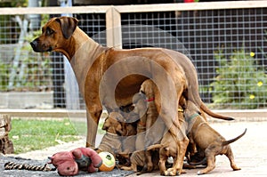 A litter of Rhodesian Ridgeback puppies is drinking milk at their mom