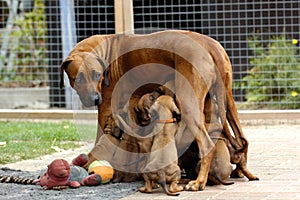 A litter of Rhodesian Ridgeback puppies is drinking milk at their mom