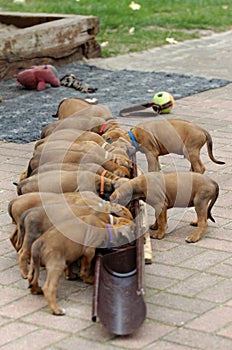 A litter of Rhodesian Ridgeback puppies is feeded together